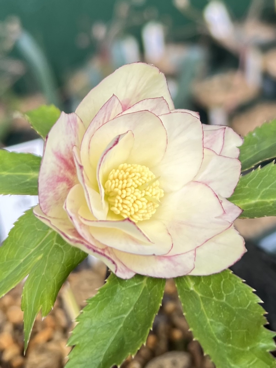 公認）プリマヴェーラゴールド【ka106】クリーム小輪系 | グリーンホビー