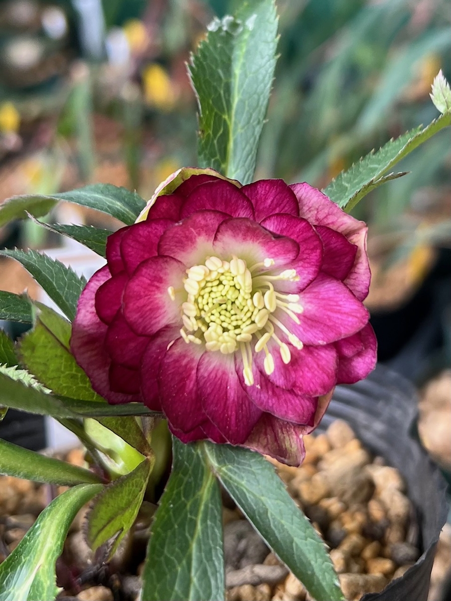 公認）キラメキ☆【ka108】 | グリーンホビー