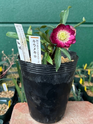 公認）キラメキ☆【ka108】 | グリーンホビー