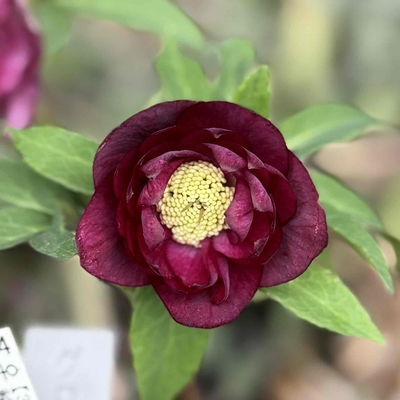 公認）グロッシーカラー☆【ka9】