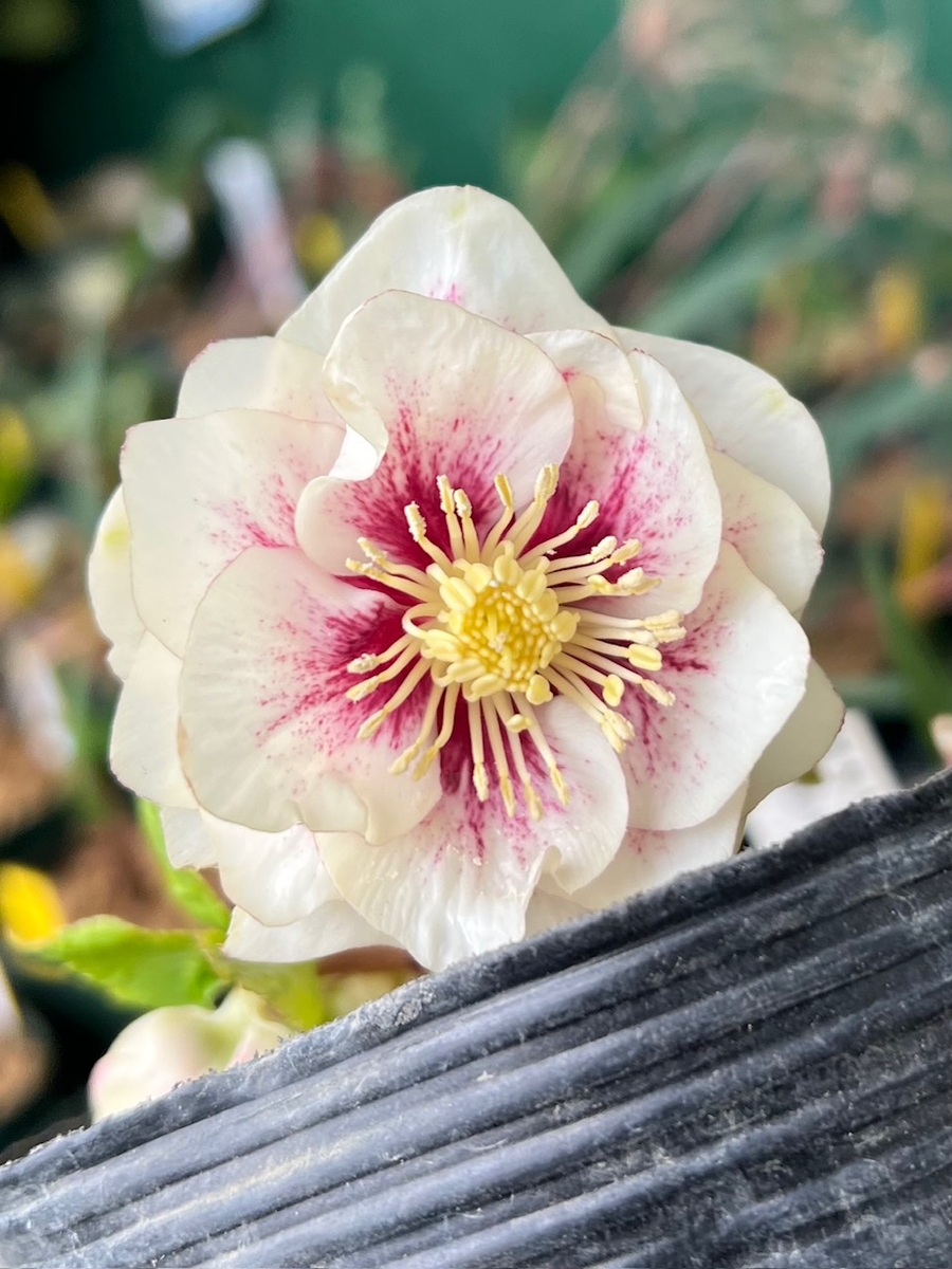 ホワイトゴールドフラッシュ×プリマヴェーラゴールド★クリスマスローズ二年生苗 ホワイトゴールドフラッシュ×プリマヴェーラゴールド☆クリスマス