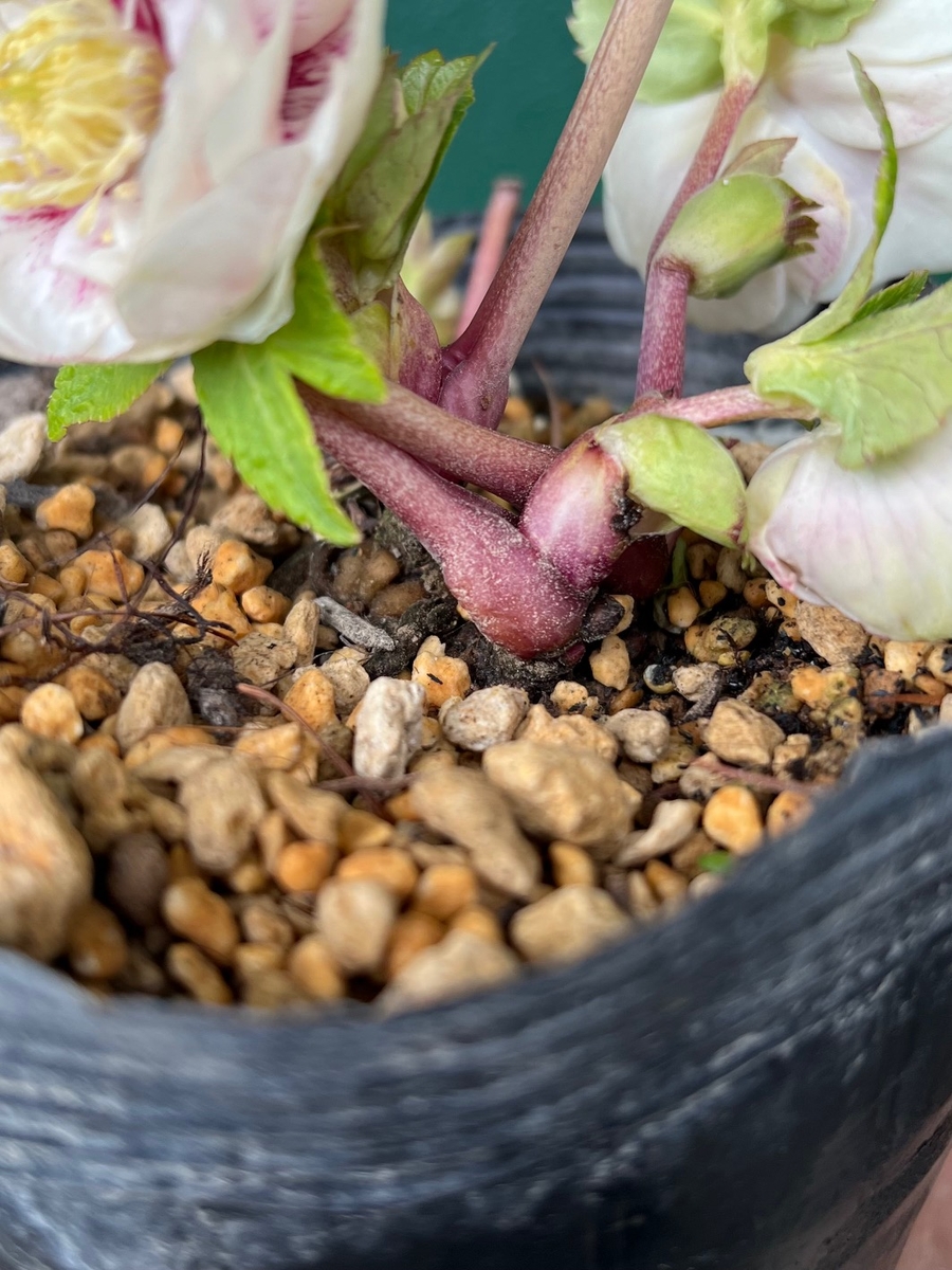 ホワイトゴールドフラッシュ×プリマヴェーラゴールド★クリスマスローズ二年生苗 公認）プリマヴェーラゴールド【ka25】ブラーレッドフラッシュ系