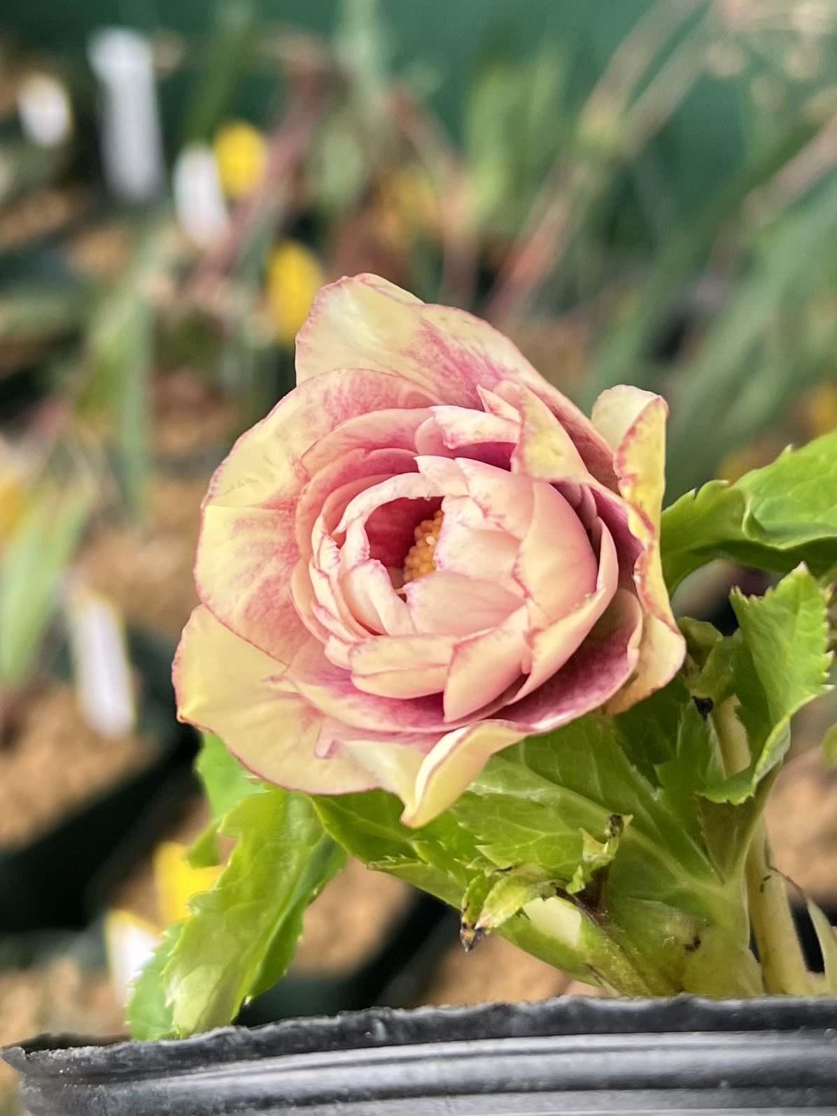 公認）プリマヴェーラゴールド多弁系【ka110】特A | グリーンホビー