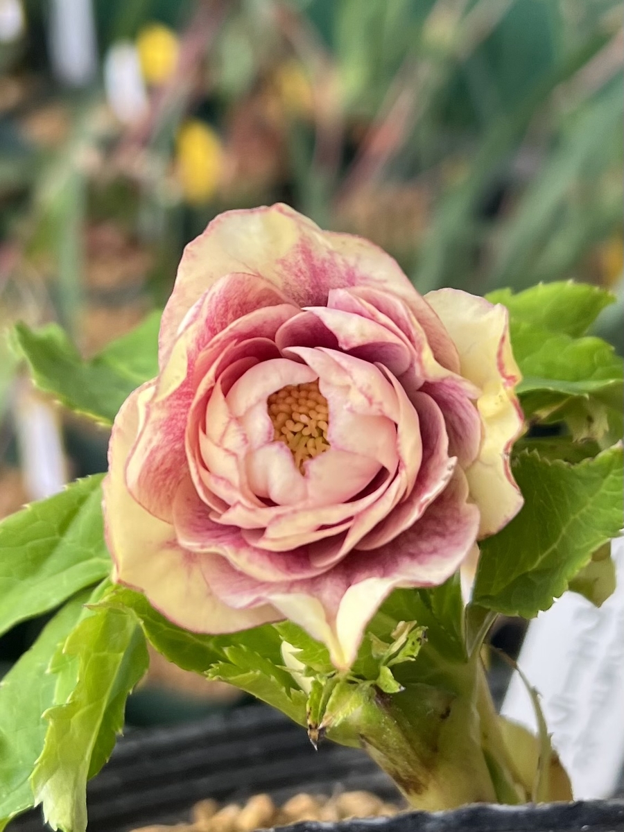 公認）プリマヴェーラゴールド多弁系【ka110】特A | グリーンホビー