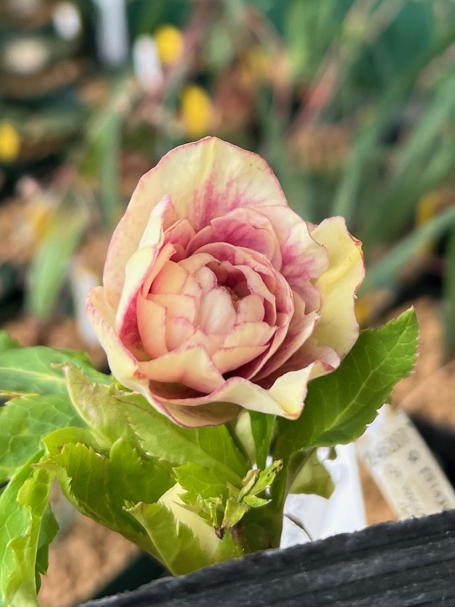 公認）プリマヴェーラゴールド多弁系【ka110】特A | グリーンホビー