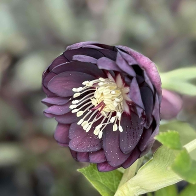 クリスマスローズ | グリーンホビー