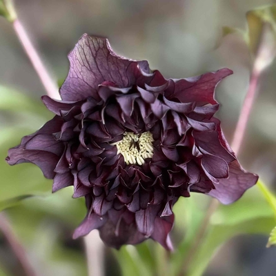 広瀬園芸さんのクリスマスローズ | グリーンホビー