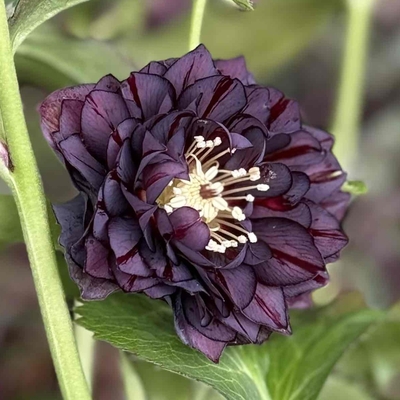 広瀬園芸さんのクリスマスローズ | グリーンホビー