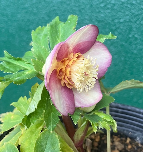 エッジグラデーション桜ピンクゴールドsd【ka51】 | グリーンホビー