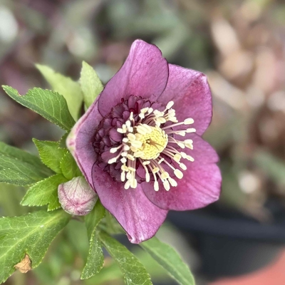 アンティークダークレッド多弁sdグロス血統【ka18】