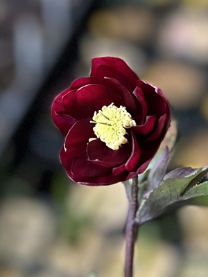 加藤農園さんのクリスマスローズ | グリーンホビー