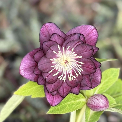 ダークパープルゴールドddグロス血統【ka21】