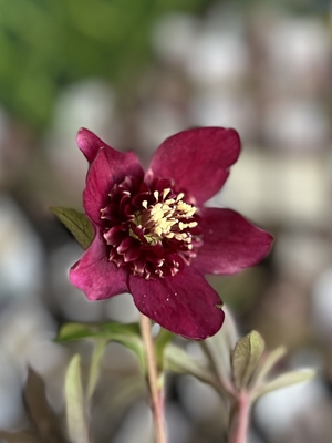 加藤農園さんのクリスマスローズ | グリーンホビー