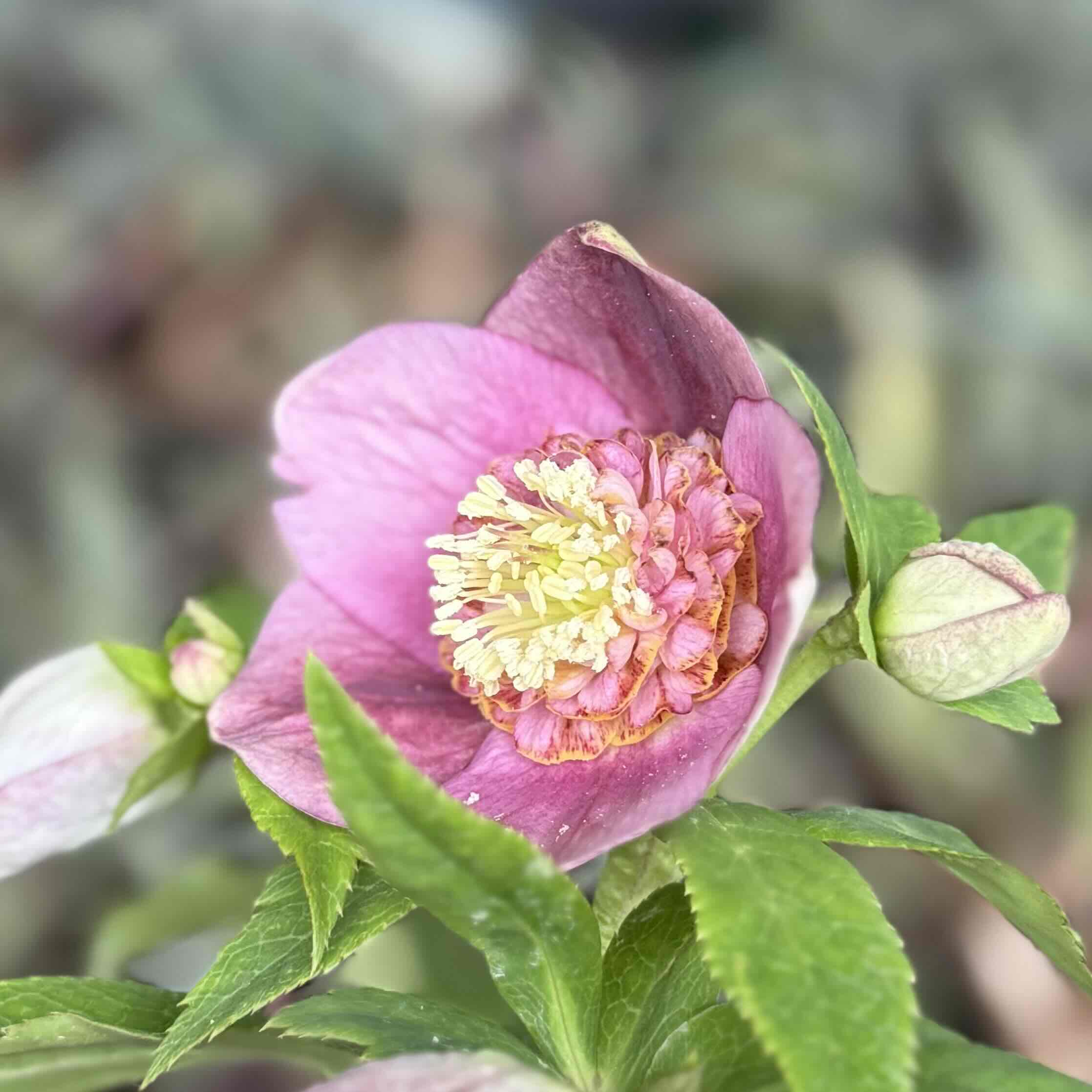 アンティークレッドsdグロスディープレッド交配種【ka23】 | グリーン