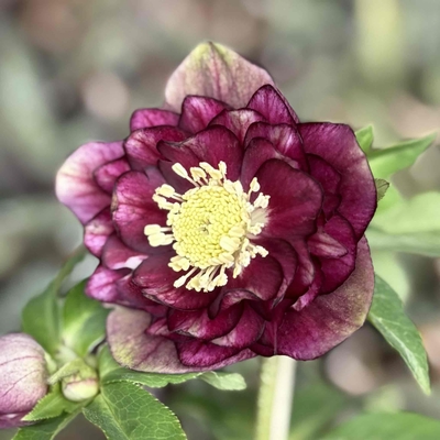 公認）グロッシーカラー☆【ka30】