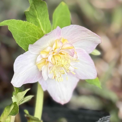 加藤農園さんのクリスマスローズ | グリーンホビー