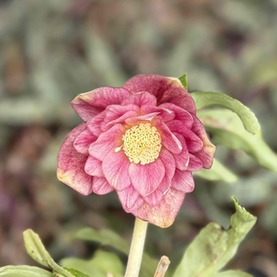 つむ様 クリスマスローズ dd メロンゴールド フレグランス つむ様 クリスマスローズ dd メロンゴールド フレグランス つむ様