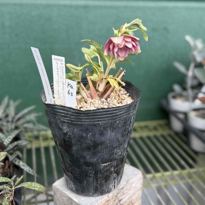 フレグランスローズ（dd多弁系プリマヴェーラホワイトゴールド×dd多弁