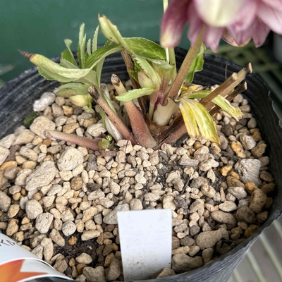 フレグランスローズ（dd多弁系プリマヴェーラホワイトゴールド×dd多弁