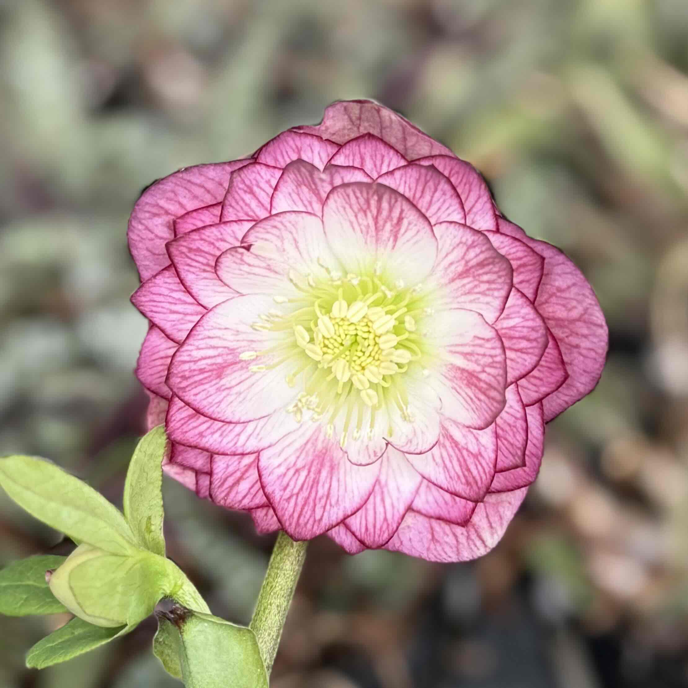 レッドエンジェル系（レッドエンジェル交配）【ka64】 | グリーンホビー