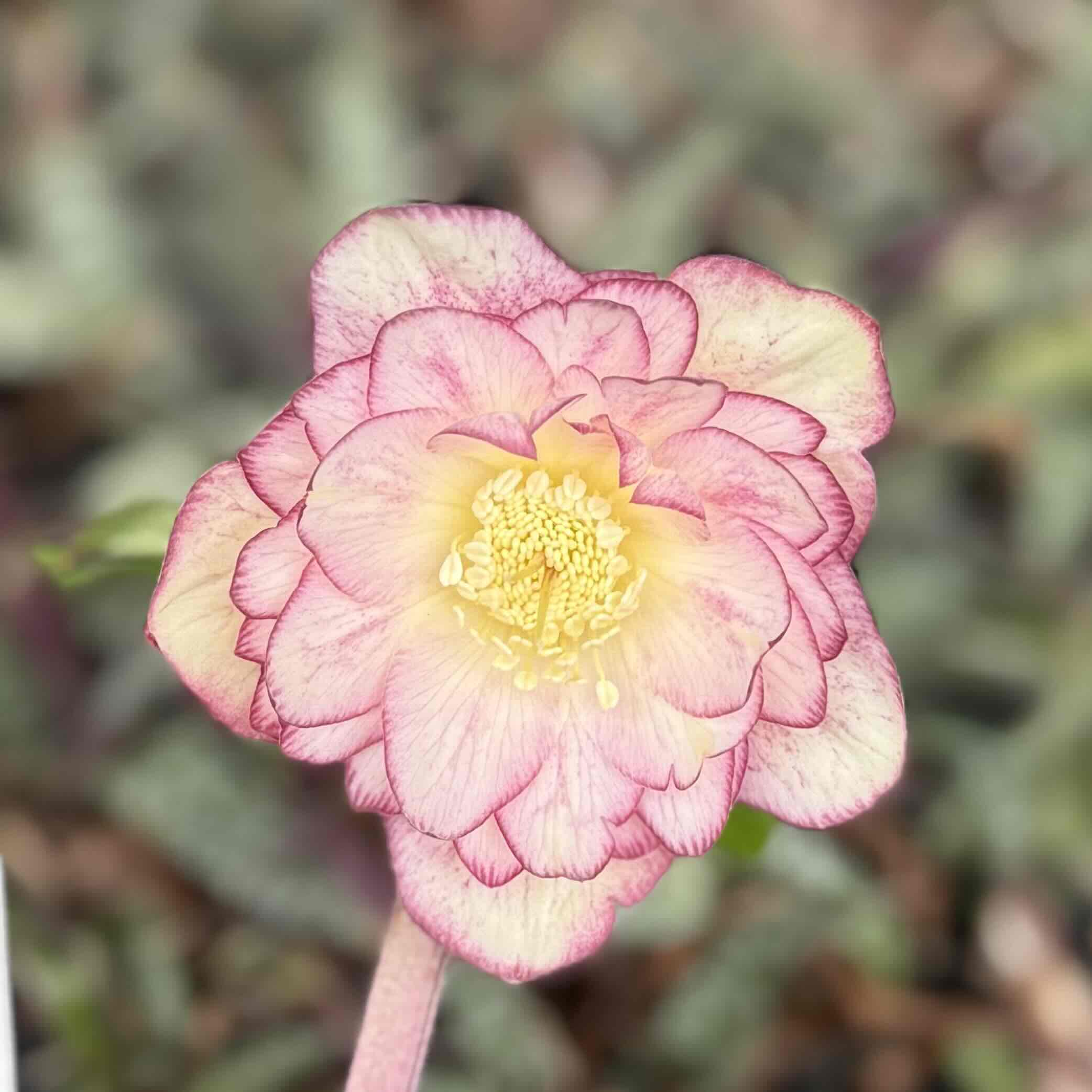 dd多弁系ホワイトゴールド×ddプリマヴェーラゴールド【ka65