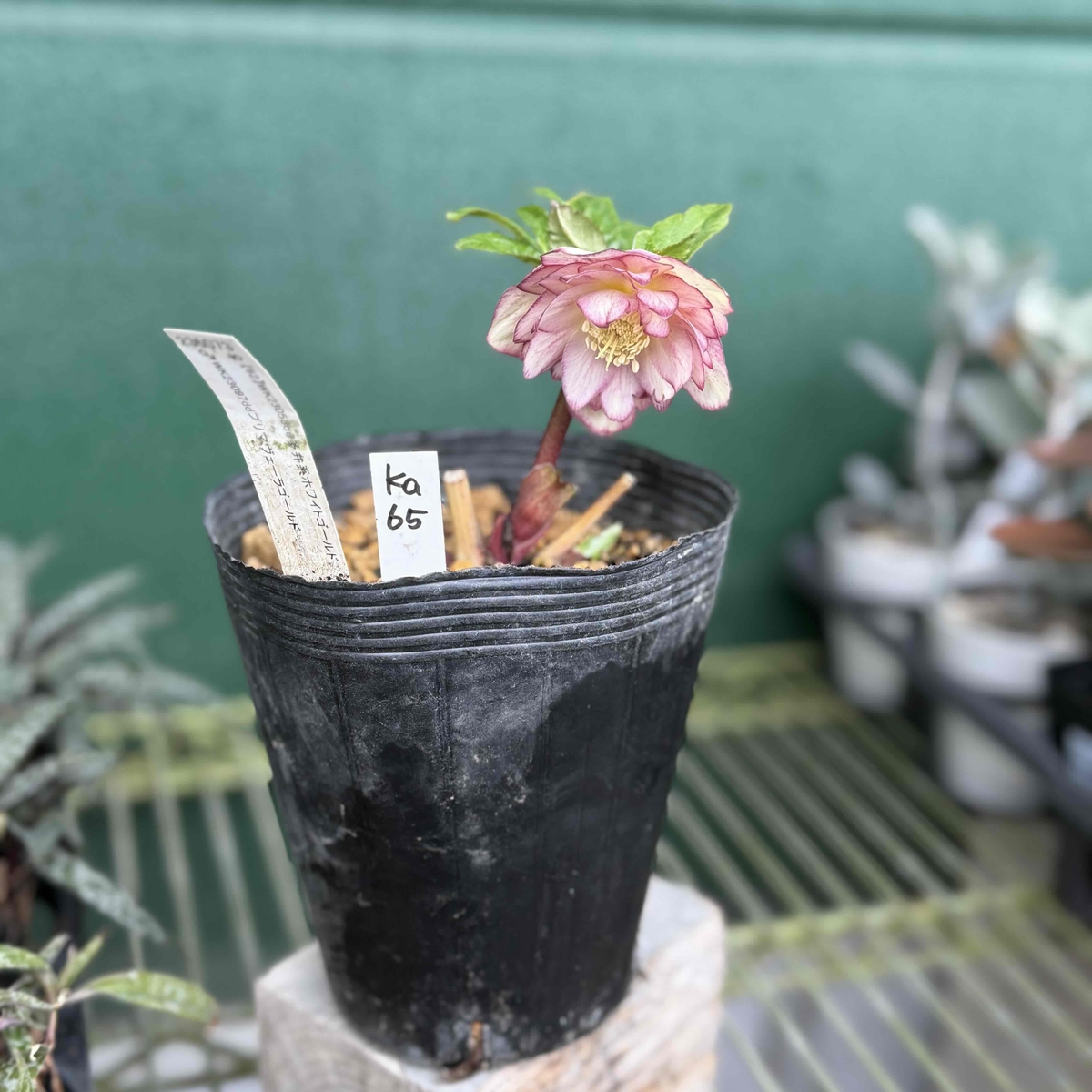 dd多弁系ホワイトゴールド×ddプリマヴェーラゴールド【ka65