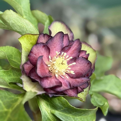 ddフレグランスグリーンピコティ&times;dd多弁強グロスビターチョコレート【ka66】