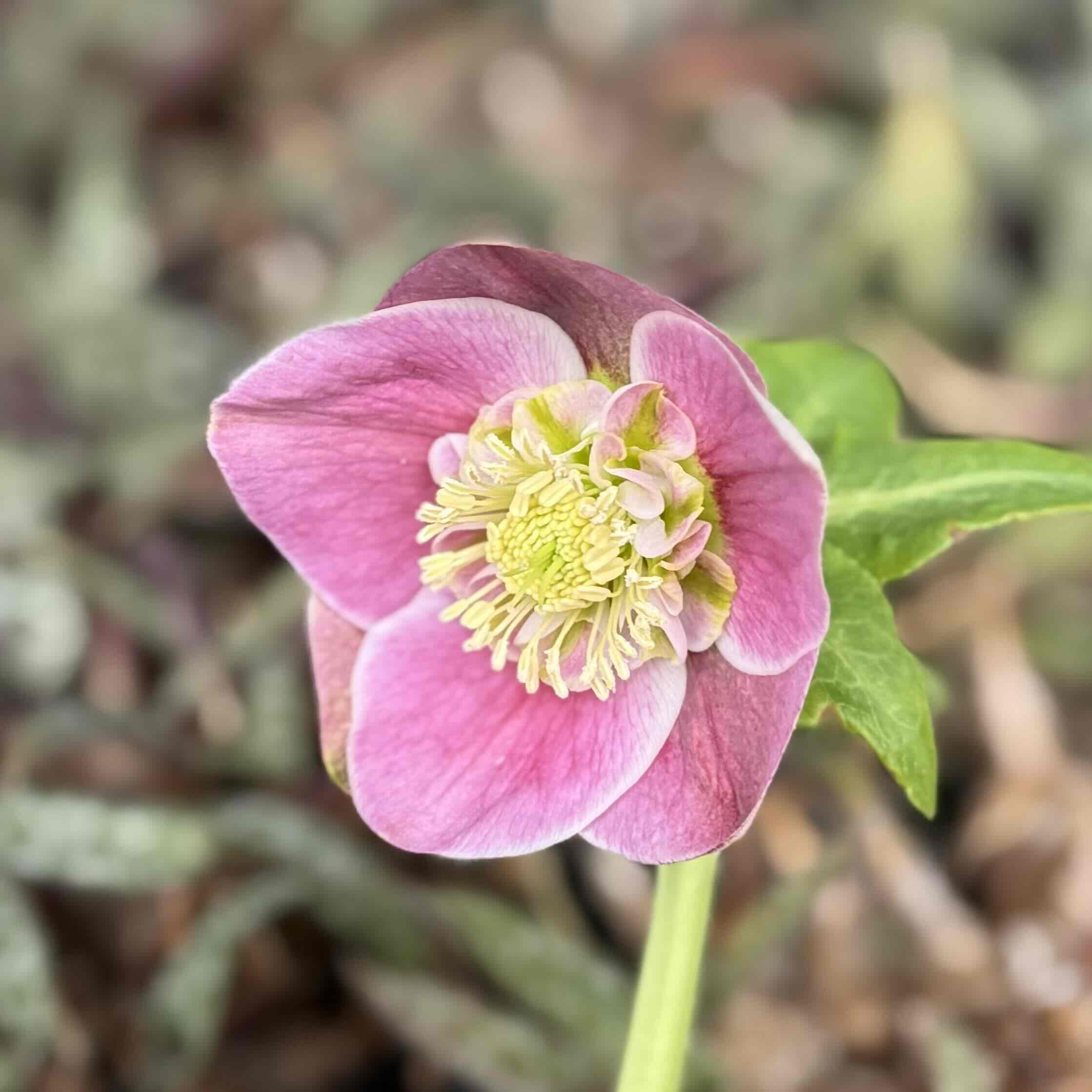 認定　sdプリマヴェーラ クリスマスローズ 認定！sdプリマヴェーラホワイトゴールド クリスマスローズ 加藤農園