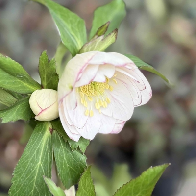 公認）グロッシーカラー☆【ka104】小輪系sd | グリーンホビー