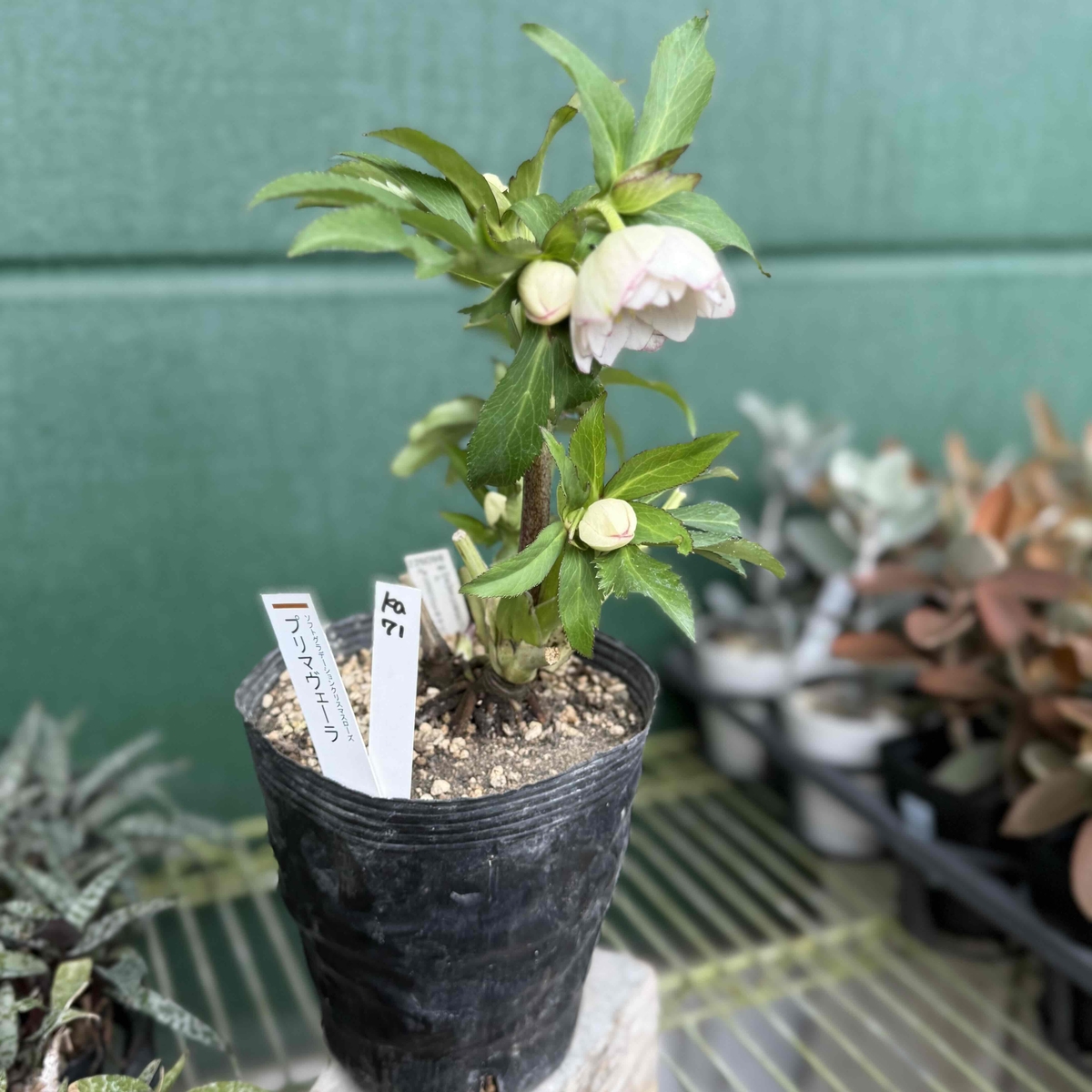 清〇様】プリマヴェーラゴールドグラデクリスマスローズ苗