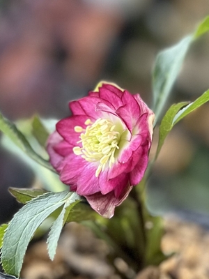 公認）キラメキ☆【ka108】