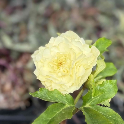 非公認）進撃の巨輪　レモンディオーネ系【ka72】