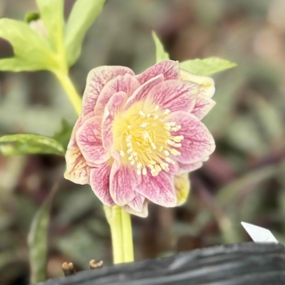 非公認）プリマベーラ小輪系エクリプス血統【ka96】