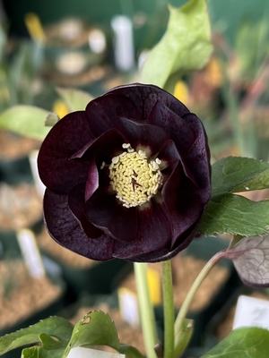 加藤農園さんのクリスマスローズ | グリーンホビー