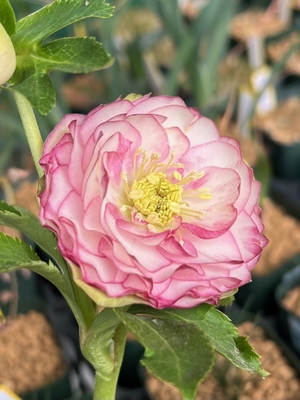 公認）グロッシーカラー☆【ka9】 | グリーンホビー