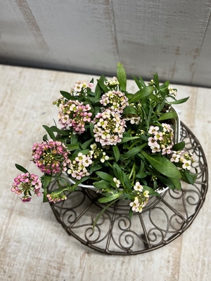 フリチラリア ペルシカ 'グリーン・ドリームス' 《球根》 1球入り