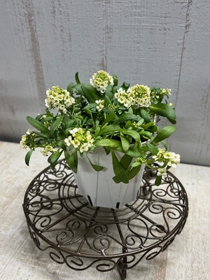 大人気　4つに分けれるアリッサム　レモン