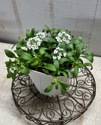 大人気　4つに分けれるアリッサム　ホワイト