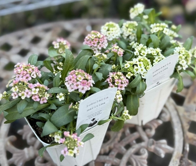 大人気　4つに分けれるアリッサム　【レモン＆アプリコット2株セット】　