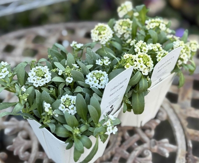 大人気　4つに分けれるアリッサム　【レモン＆ホワイト2株セット】　