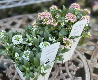 大人気　4つに分けれるアリッサム　【アプリコット＆ホワイト2株セット】　