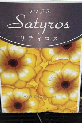 ラナンキュラス　ラックス　【サティロス】