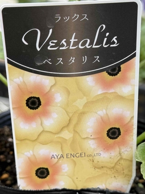 ラナンキュラス　ラックス　【ベスタリス】
