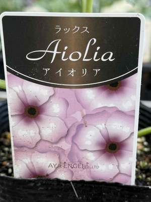 ラナンキュラス　ラックス　【アイオリア】