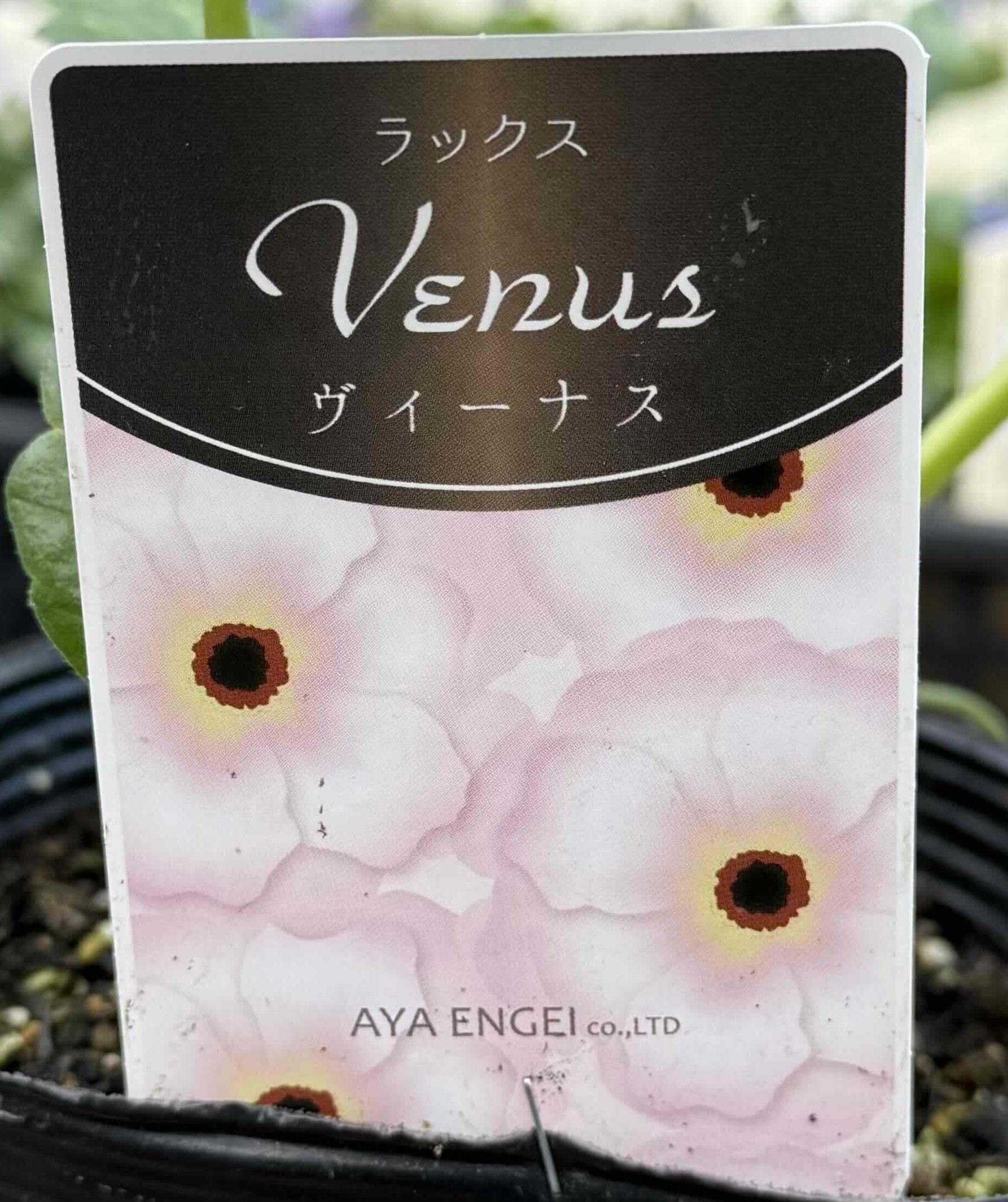 ラナンキュラスラックス「ヴィーナス」 ラナンキュラス ラックス ヴィーナス｜種（タネ）,球根,苗,資材