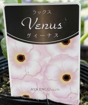 ラナンキュラス　ラックス　【ヴィーナス】