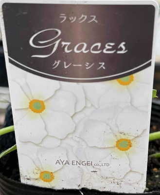 ラナンキュラス　ラックス　【グレーシス】