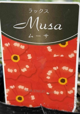 ラナンキュラス　ラックス　【ムーサ】
