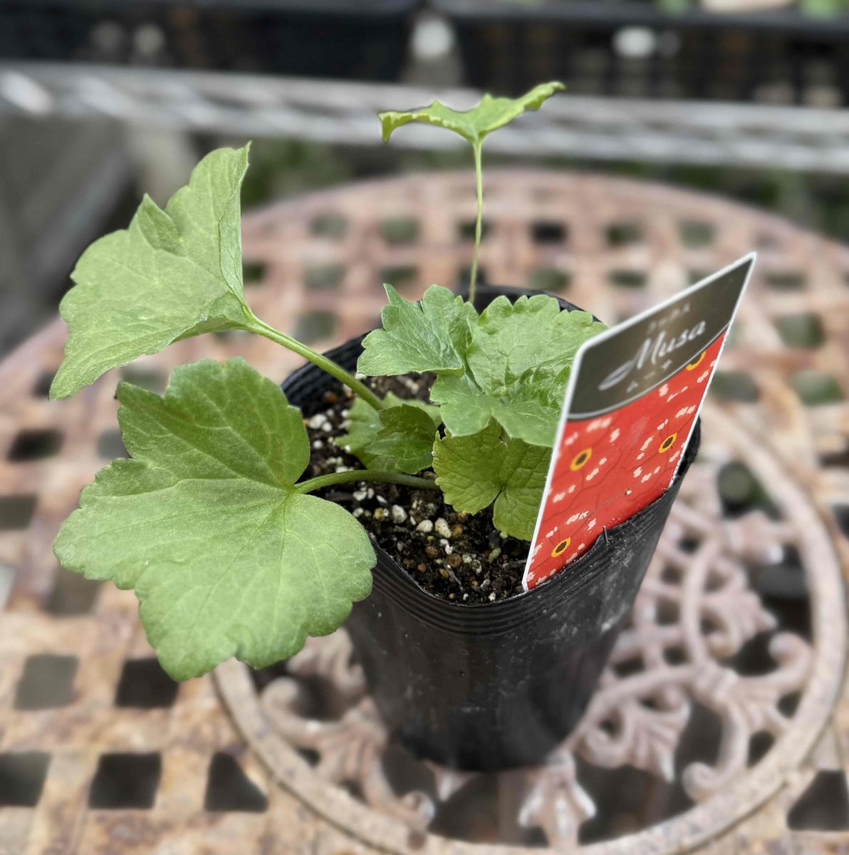 ラナンキュラス ラックス 【ムーサ】 | グリーンホビー