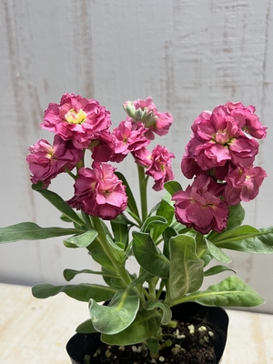 アロカシア マハラニ | グリーンホビー